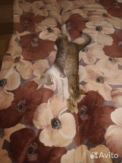 Котята