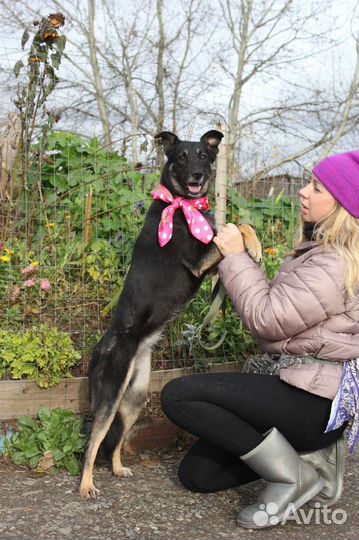 Молодая собака ищет дом