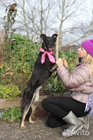 Молодая собака ищет дом