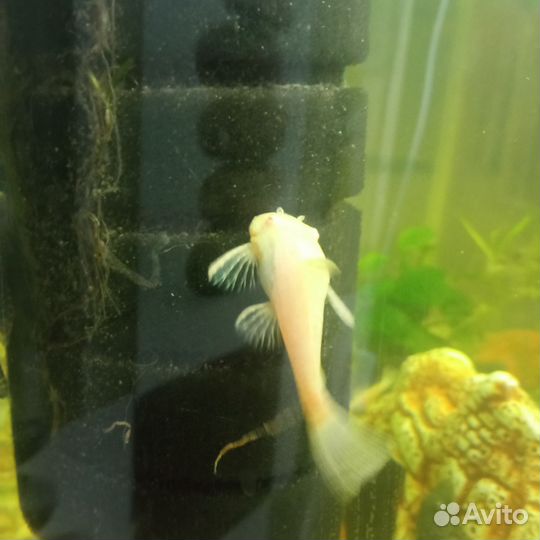 Живая рыба сом