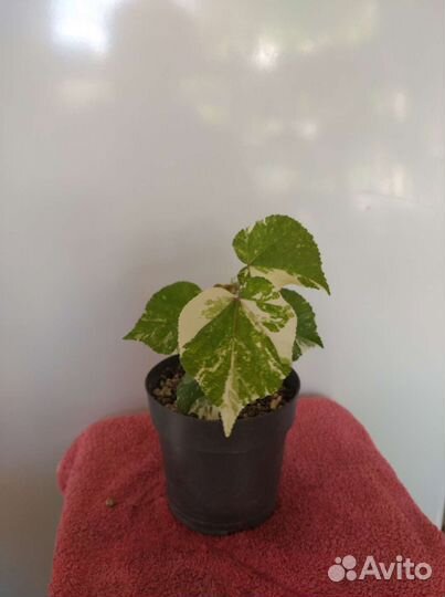 Гибскус липолистный