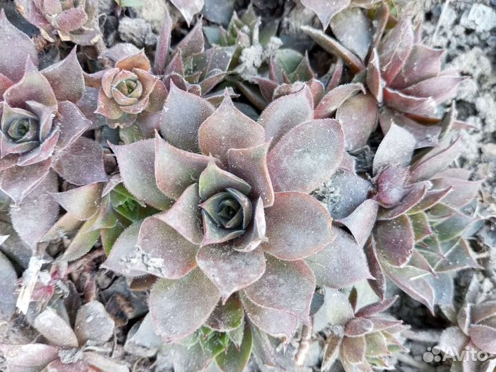 Молодило каменная роза