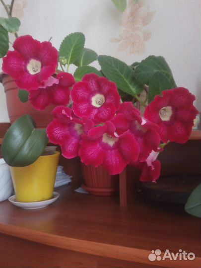 Глоксиния лист укоренённый