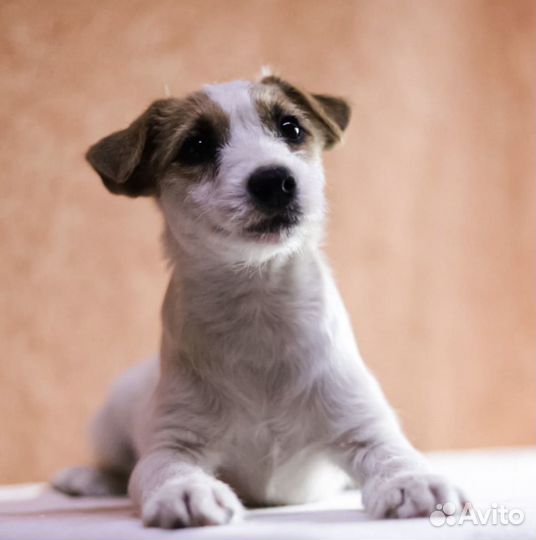 Парсон рассел терьер