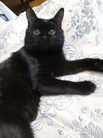 Кошка в дар бесплатно