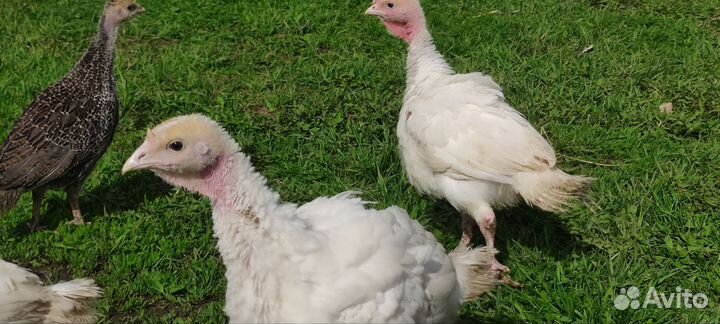 Индюшка с индюшатами