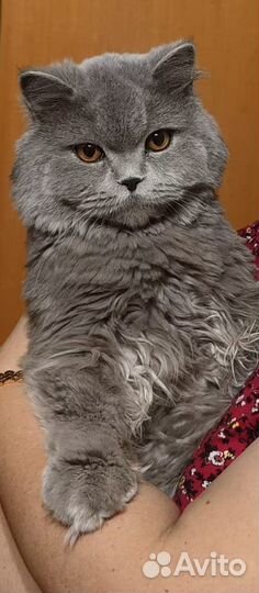 Хомяки бесплатно