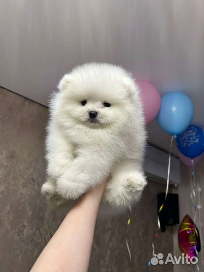 Померанский шпиц щенки