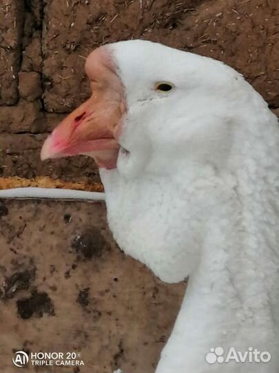 Холмогорские гуси на продажу