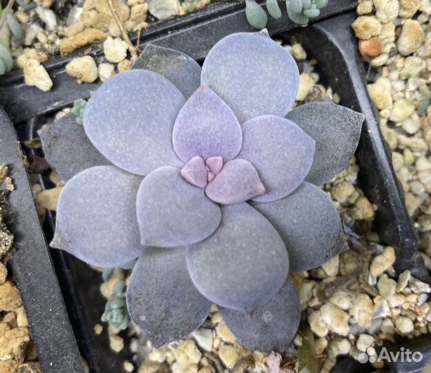 Суккуленты,комнатные растения