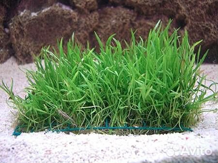 Аквариумные растения