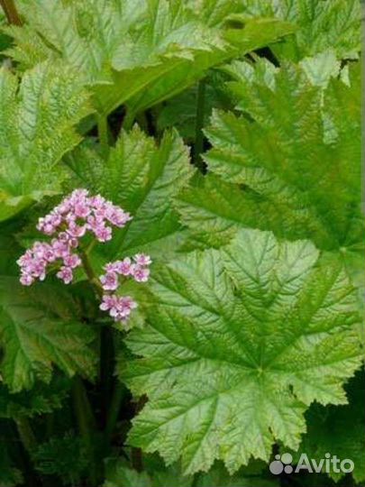 Теневыносливые многолетники