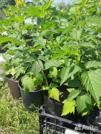 Саженцы малины зкс