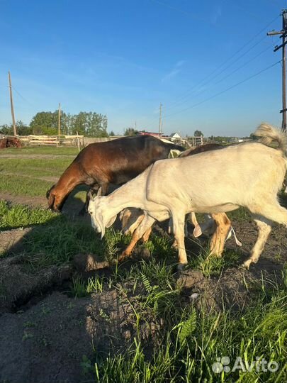 Нубийские козлята