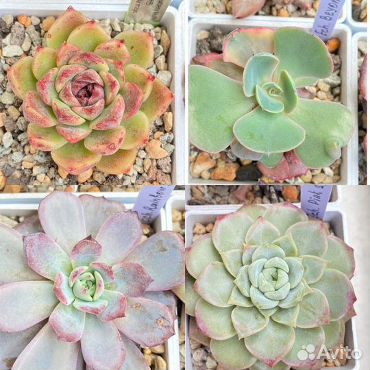 Набор эхеверии Корея