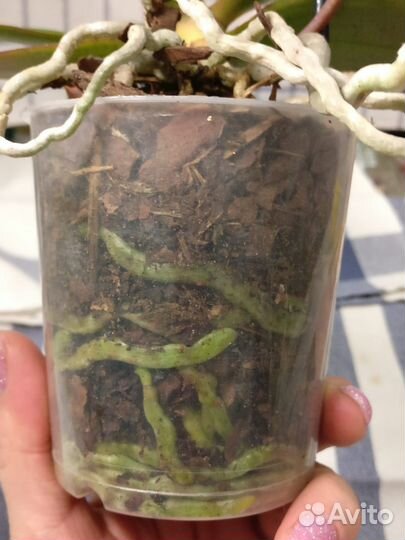 Summerion - Орхидея парфюмерная фабрика