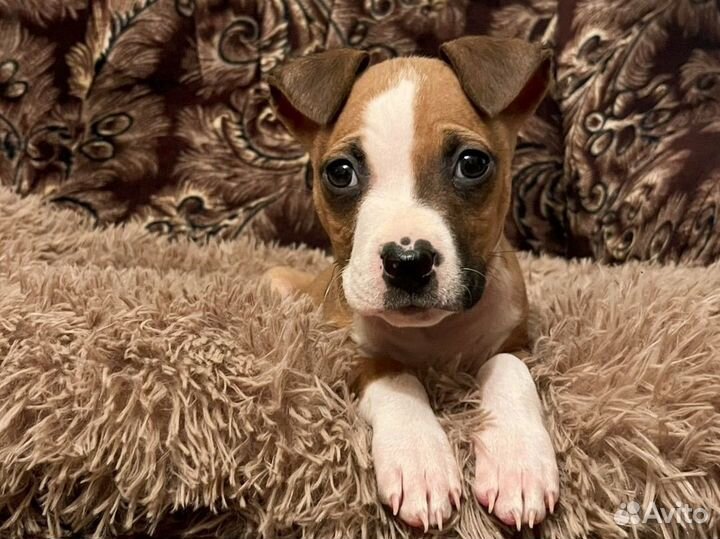 Щенок стаффа