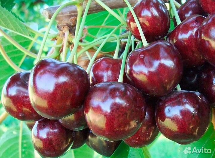 Саженцы Черешни Регина