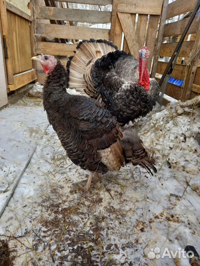 Индюки индюшки индейки