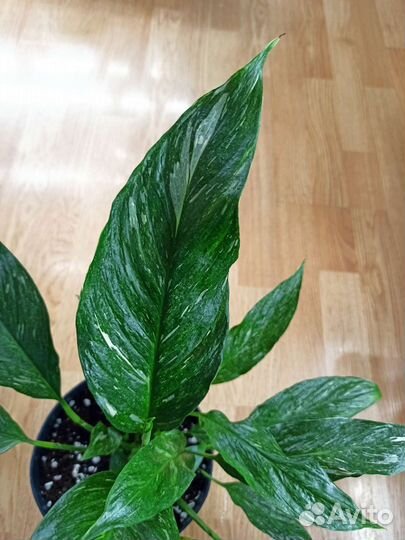 Спатифиллум Даймонд