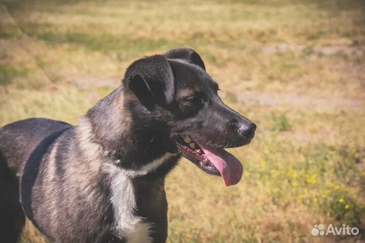 Спасите собачку из приюта