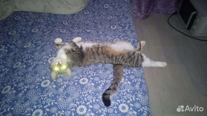 Вязка кошек бесплатно