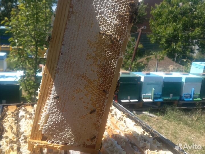 Мед в сотах,забрус