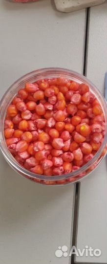 Семена кукурузы гибриды