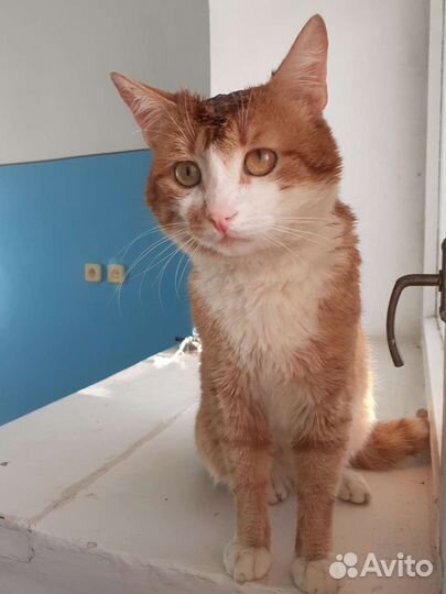 Котик бездомыш