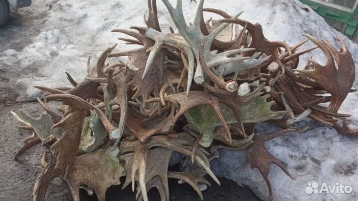 Рога лося оленя марала