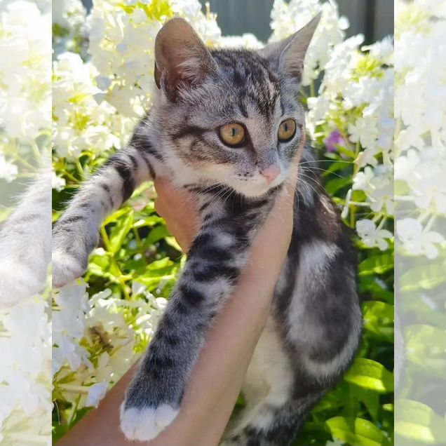 Котёнок в добрые руки