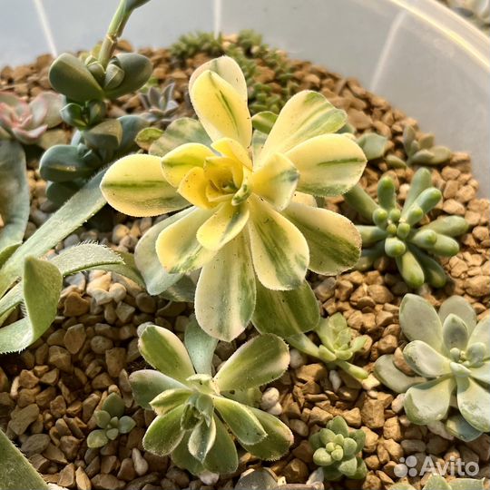 Эониум кастелло-паивае / растение / суккулент