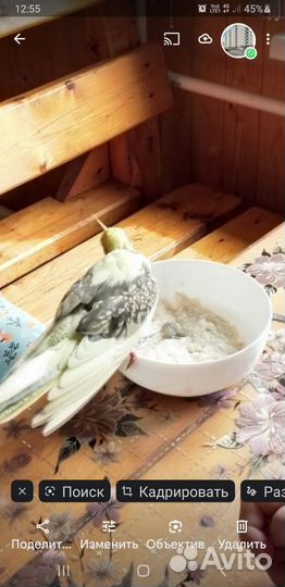 Попугай пара корелла с клеткой