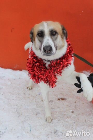 Мокрый нос хочет жить в уюте и тепле