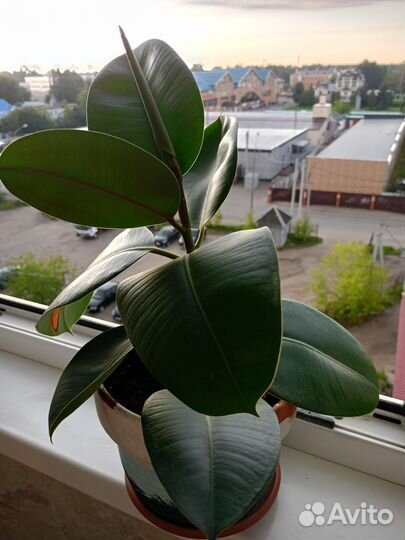 Фикус, диффенбахия