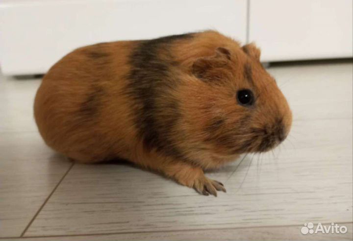 Морские свинки с клеткой и домиком