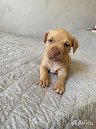 Щенки питбультерьера