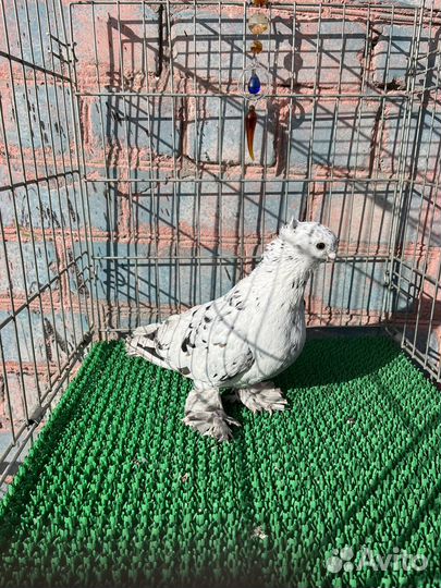 Голуби узбекские двухчубые