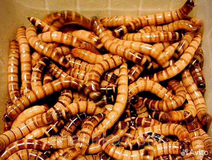 Мучник, корм для стрижа и других