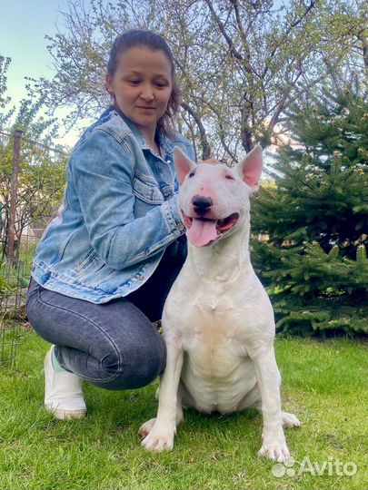 Бультерьер