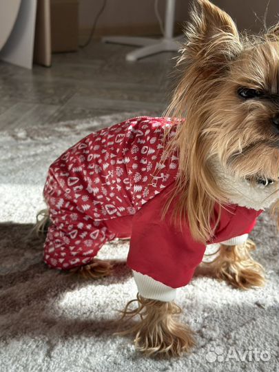 Зимняя куртка для мелких собак