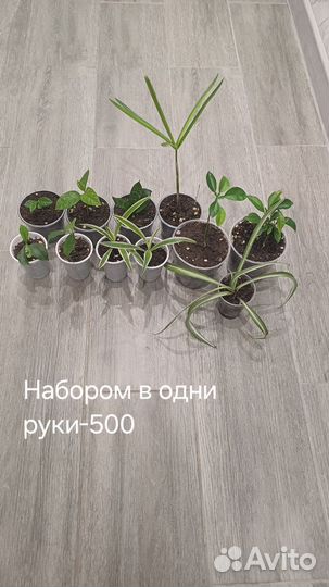 Комнатные цветы