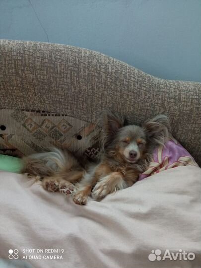 Передержка собак мелких пород