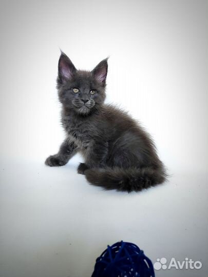 Малыши мейн-кун