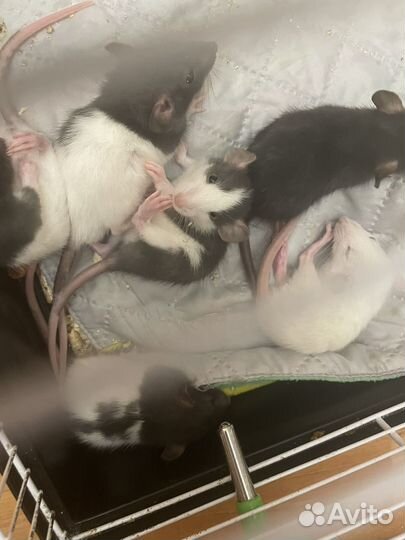 Крысята дамбо бесплатно