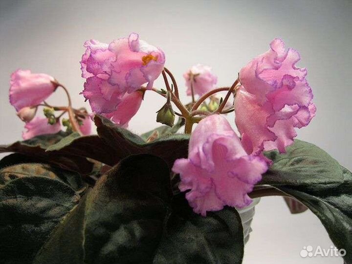 Фиалки листом