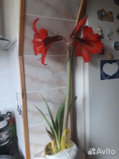 Гиппеаструм