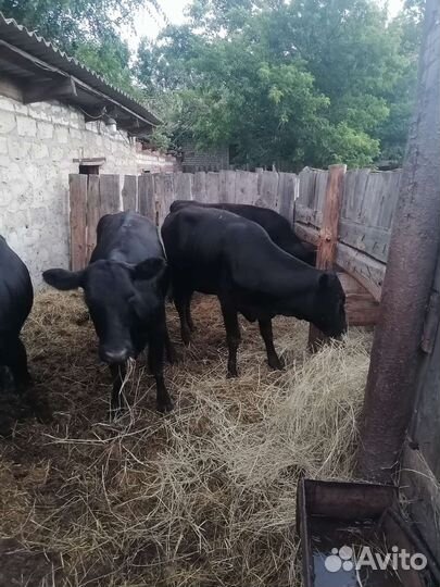 Продаю телок
