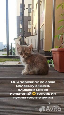 Котята в добрые руки