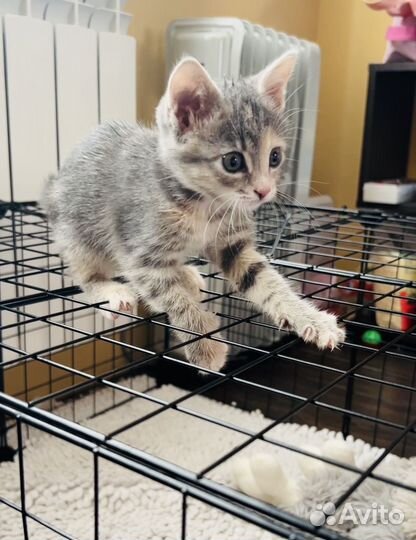 Котята в добрые руки бесплатно